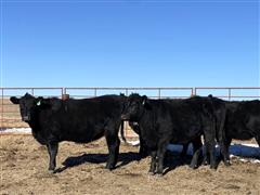 10) Black Angus Heifers Bred To Pharo Bull Jose Cuervo (BID PER HEAD) 