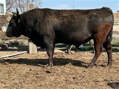 OMW 151 SANJIFUKU 1902G (Reg 5YO-Full Blood Wagyu Bull) 
