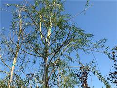 Weeping Willow Trees 