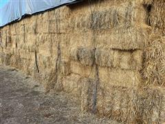 Lot Of 50 Small Square Tef Grass Hay Bales 