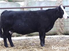 7) 9 YO APEX SimAngus Bred Cows (BID PER HEAD) 