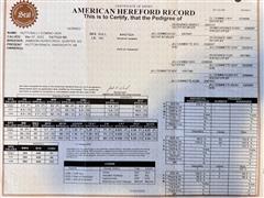 Bull342Pedigree.jpg