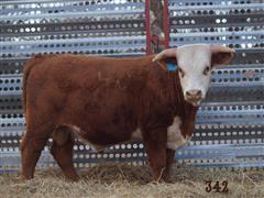 1) Hereford Bull HUTTONS L1 DOMINO 342 