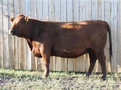 LTH Anna Z681 HA01 Red Angus Bred Cow 
