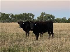 Purebred Wagyu Bred Heifers (BID PER HEAD) 