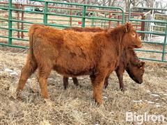 7) Red Angus Open Replacement Heifers (BID PER HEAD) 