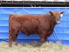 SRA1884 RAGNAR Red Angus Bull 