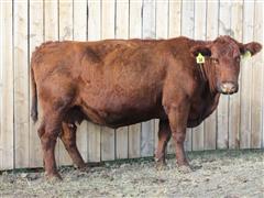 MRCC Precious Red Angus Bred Cow 