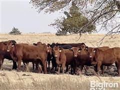 9) Red Angus Bred Heifers (BID PER HEAD) 