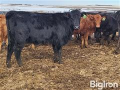 10) F1 Cross Black Akaushi Open Replacement Heifers (BID PER HEAD) 