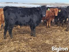 10) F1 Cross Black Akaushi Open Replacement Heifers (BID PER HEAD) 