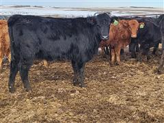 10) F1 Cross Black Akaushi Open Replacement Heifers (BID PER HEAD) 