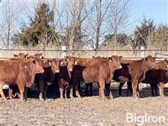 15) Open Replacement Heifers (BID PER HEAD) 