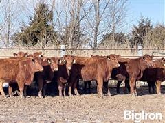 10) Open Replacement Heifers (BID PER HEAD) 