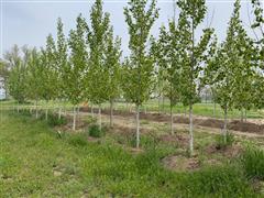 Plains Cottonwood Trees 