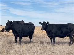 5) Pairs & 5) 3/4 YO Bred Cows (BID PER PAIR) 
