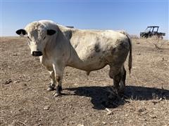 4 Year Old British White Bull 