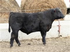 TRA Connealy Spur K23 Angus Bull 