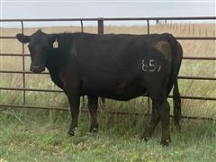 8) Blk & Baldy 5-11 YO Fall Bred Cows (BID PER HEAD) 