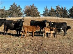 5) F1 Wagyu, 1st Calf Heifer Pairs (75% Wagyu Calves) (BID PER PAIR) 