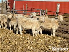 12) PB Charolais Open Replacement Heifers (BID PER HEAD) 