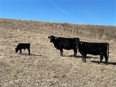 1st Calf Heifer Pairs (Purebred Angus) (BID PER PAIR) 