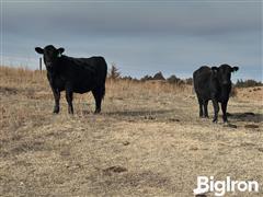 12) Black Bred Heifers (Poss Angus Bulls) (BID PER HEAD) 