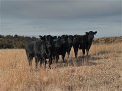 12) Black Bred Heifers (Poss Angus Bulls) (BID PER HEAD) 