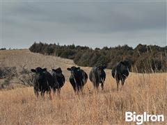 12) Black Bred Heifers (Poss Angus Bulls) (BID PER HEAD) 