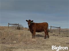 10) Red Bred Heifers (Poss Angus Bulls) (BID PER HEAD) 