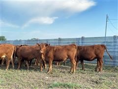 5) Red Angus Open Heifers (BID PER HEAD) 