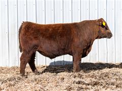 Merlin 329L (Red Angus) 