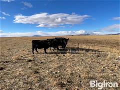 4) Reg. Blk Angus Comin' 3YO & 5YO Bred Cows (BID PER HEAD) 