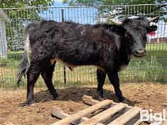 1) Mini Highlander/British White Bull 