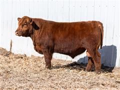 Decade 323L (Red Angus) 