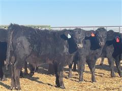 90) Blk-Red Angus X Feeder Steers (BID PER LB) 