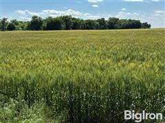 Tract 2: 146 Acres Reno County, KS