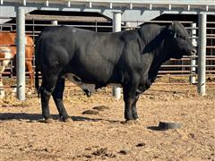 2 1/2 YO Registered Beefmaster Bull 