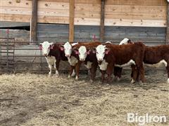 6) Purebred Hereford Open Replacement Heifers (BID PER HEAD) 