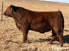 LOT 01 FLATIRON TITAN 476 Red Angus Bull 