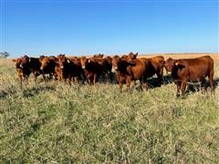 Red Angus Bred Heifers (BID PER HEAD) 