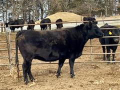 6 YO F1 Wagyu Bred Cow (50% Wagyu) 