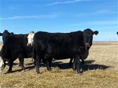 Blk Angus Coming 11-12 YO & 1-14 YO Bred Cows (BID PER HEAD) 