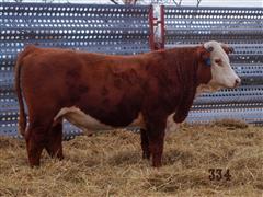 1) Hereford Bull HUTTONS L1 386A DOMINO 334 