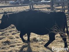 4) 3YO Blk Angus Bred Cows (BID PER HEAD) 