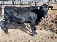 1) Blk 3 YO Angus Bred 100% Fullblood Blk Wagyu 