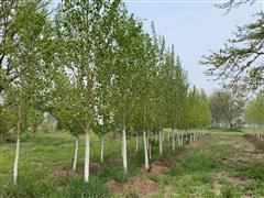 Lanceleaf Cottonwood Trees 