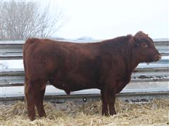 PROFIT IMPACT 108 Red Angus 2 YO Bull 