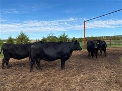 Blk Angus 5-6 Yr Old Fall Bred Cows (BID PER HEAD) 