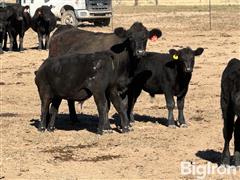 90) 470 Lbs Angus Cross Heifers (BID PER LB) 